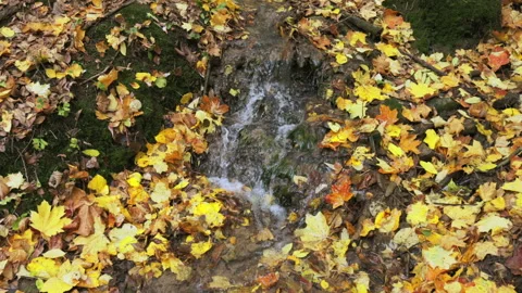 Small stream flows through a bed of fallen leaves Vídeos de archivo 347644048