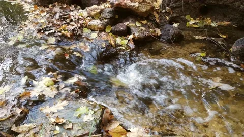 A small stream flows through the forest. Stock Footage 193735009