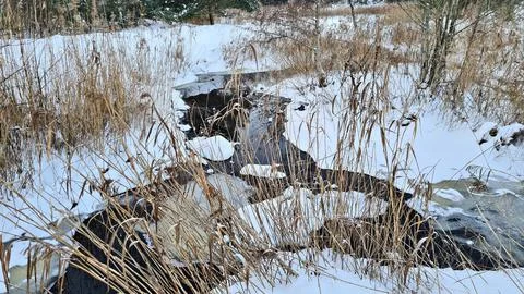 Small stream flows through forest with banks covered in snow and overgrown .. Stock Photos