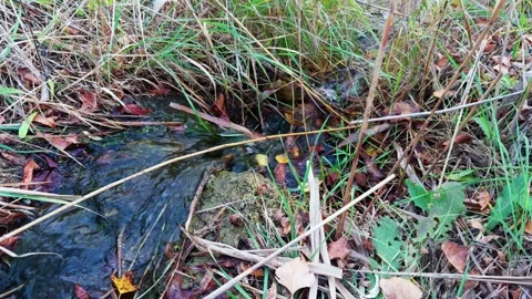 A small stream flows through grass and fallen leaves, creating a sense of p.. Stock Footage 319442363