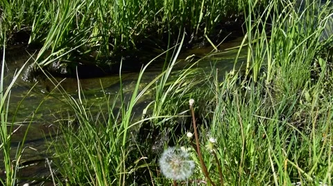 A small stream flows through a lush green meadow Stock Footage 55498078