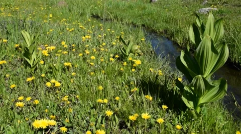 A small stream flows through a lush green meadow Stock Footage 55498221