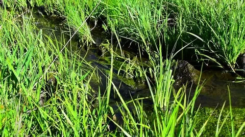 A small stream flows through a lush green mountain meadow. Stock Footage 72284152