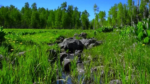 A Small Stream Flows Through A Lush Great Mountain Valley Stockbeeldmateriaal 72533938