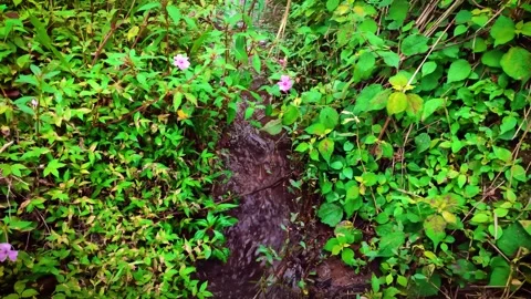 A small stream flows through lush green vegetation with pink flowers, creat.. Stock Footage 302065755