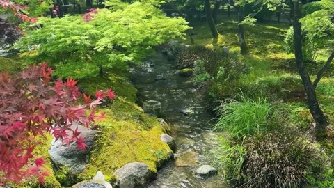 A small stream flows through a lush green traditional zen garden. Vidéo 335692777