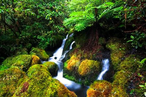 A small stream flows through a lush mossy forest in New Zealand Stock Photos