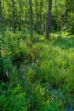 A small stream flows through a lush green forest Stock Photos