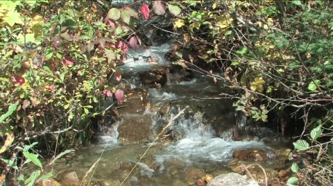 Small stream Stock Footage 264260