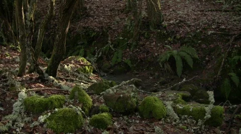 Small Stream 库存影片 725801