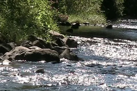 The Small Stream Video stock 9952762