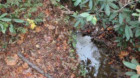 Small Stream Stock Footage 12568069