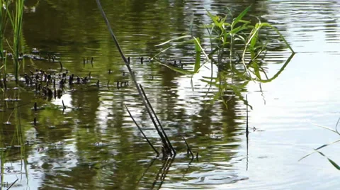 A small stream Video stock 35712425