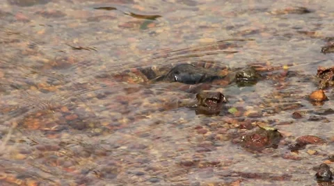 Small Stream Stock Footage 43018142