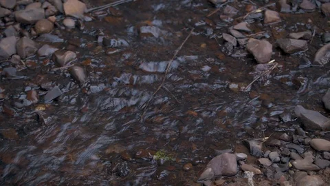 Small Stream Stock Footage 88408709