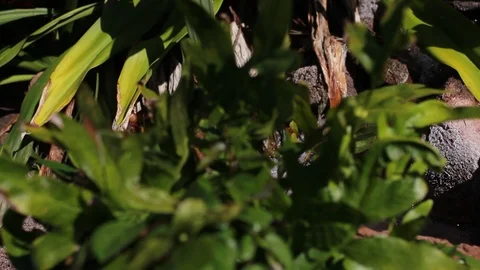 A Small Stream Stock Footage 104706222