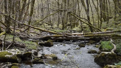 Small stream Stock Footage 106726900