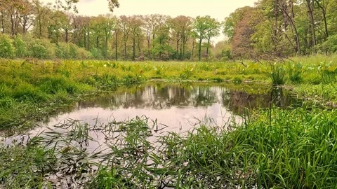 Small stream Stock Footage 242109613