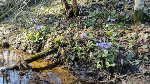 A small stream in the forest 1 Video stock 332677105