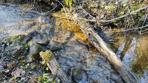 A small stream in the forest 3 Stock Footage 332678644