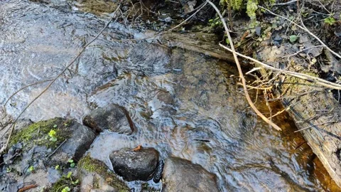 A small stream in the forest 4 Stock Footage 332678738