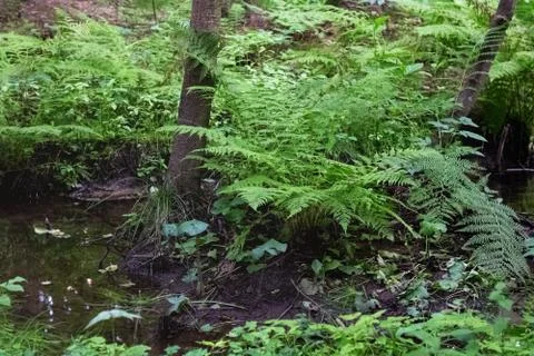 A small stream in the forest and thickets on the banks Stock Photos