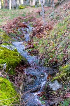 Small stream in the forest with a blurred background and a bit of bokeh Stock Photos