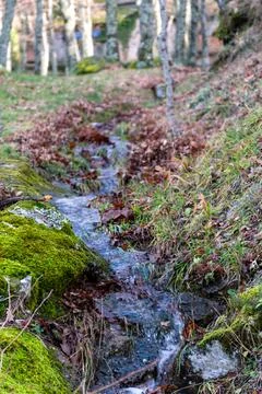 Small stream in the forest with a blurred background and a bit of bokeh Stock Photos
