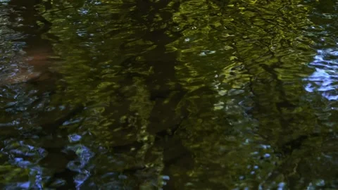 Small stream in the forest close-up. Stock Footage 205522291