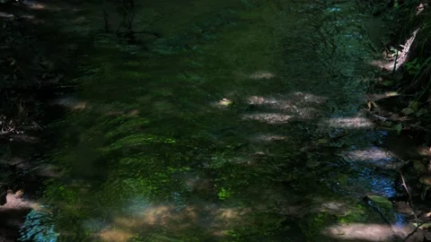 Small stream in the forest close-up. Stock Footage 205554637