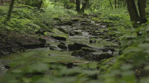 Small stream in a forest Stock Footage 33738495