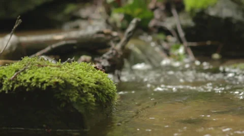 Small stream in a forest Stock Footage 33752559