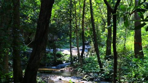 Small stream in the  forest. Stock Footage 68689254