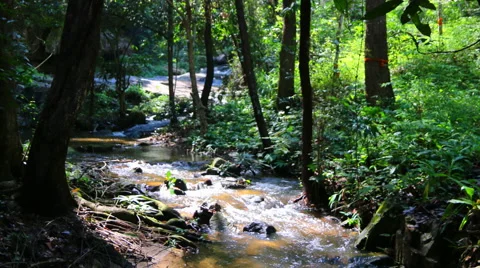 Small stream in the  forest. Stock Footage 68689350