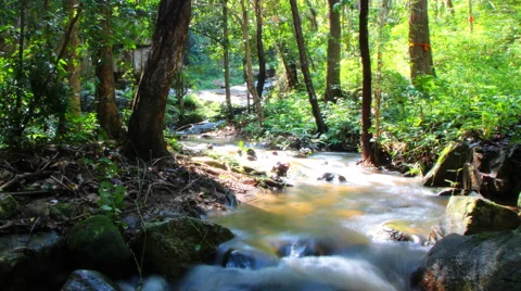 Small stream in the  forest. Stock Footage 68689792