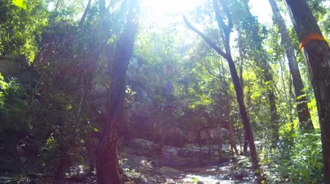 Small stream in the  forest. Stock Footage 68693620