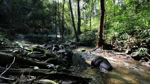 Small stream in the  forest. Stock Footage 68695822