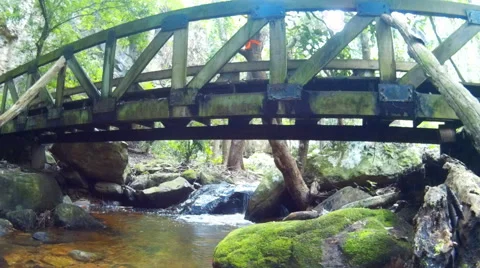 Small stream in the  forest. Stock Footage 68698166