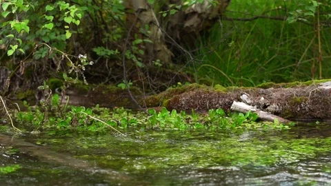 A small stream in the forest Stock Footage 119325464