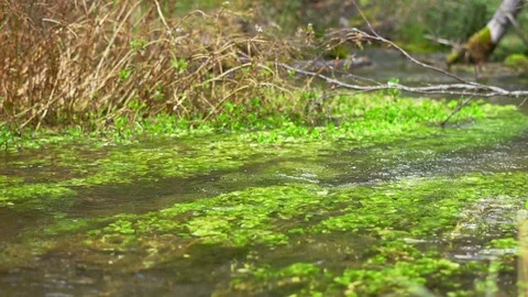 A small stream in the forest Stock Footage 119384093
