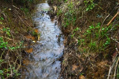 A small stream in the forest with grass and other plants overgrowth. The stre Stock Photos