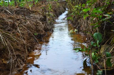 A small stream in the forest with grass and other plants overgrowth. The stre Stock Photos