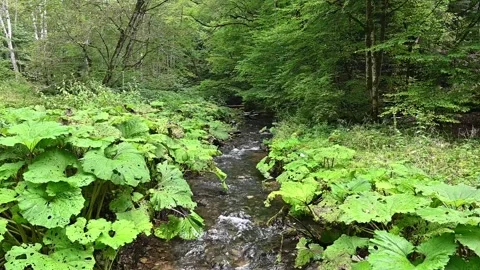 A small stream in a forest, HD Stock Footage 146276562