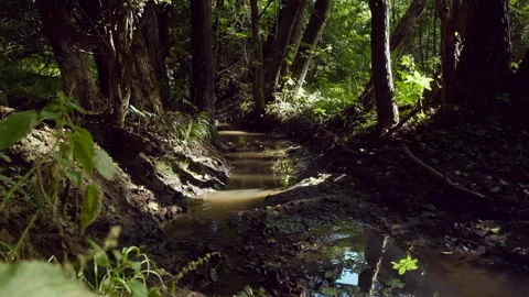 Small stream in forest. High quality audio recording of water, sounds of forest. Stock Footage 139189345