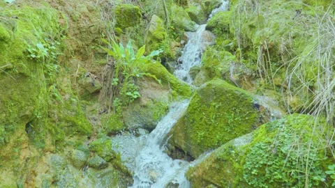 A Small Stream in the Forest with Moss Growing on the Rocks Stock Footage 280342571
