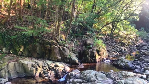 Small stream in the forest with no people Stock Footage 259454602