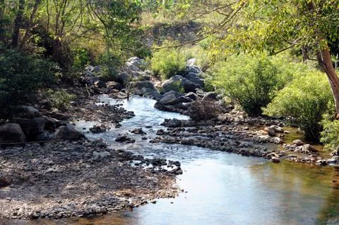 Small stream in the forest. Stock Photos