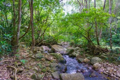 Small stream in forest Stock Photos