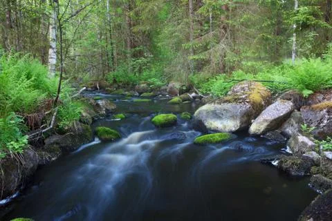 Small stream in forest Stock Photos
