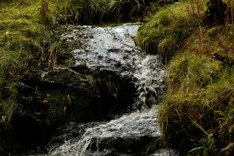 Small Stream in Forest Stock Photos